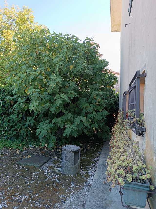 Media numero 11 di RUSTICO CON SPETTACOLARE GIARDINO NELLA FIABESCA GIASSICO DI CORMONS